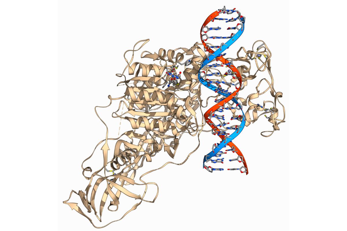 Epigenetica e Alimentazione – Il cibo come modificatore del DNA: le implicazioni sulla prevenzione delle malattie